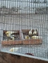 Продавам канари , снимка 1