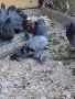 Унгарски гигант, снимка 1