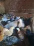 ТОКАЧЕТА и пилета кръстоски, снимка 4