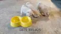 ​🐾  Мини Померан с ваксини паспорт , снимка 2
