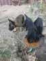 Белгийска овчарка , снимка 1