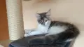 Женско коте Мейн кун, снимка 1