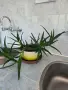 стайни цветя,добре гледани, снимка 6