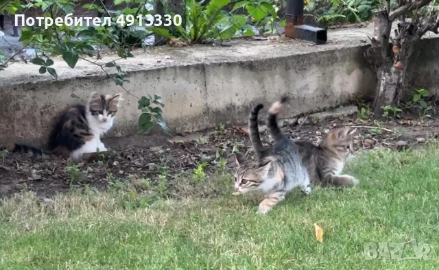 Подарявам 4 котета, снимка 9 - Други - 55600691