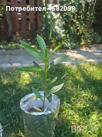 Олеандър (зокум, лян, Nerium oleander), снимка 3 - Градински цветя и растения - 55678901