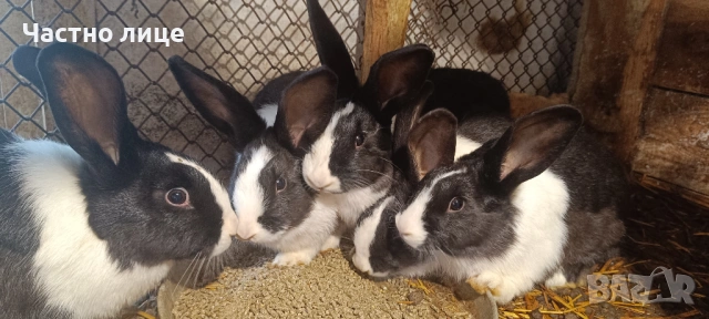 Продавам 3 женски  и 2мъжки млади холандски зайци, снимка 15 - Други - 54044428