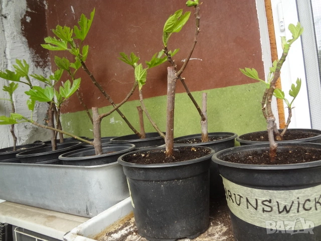 Смокини - 2 сорта - Блек Мишън и Брънсуик, снимка 13 - Разсади - 54092194