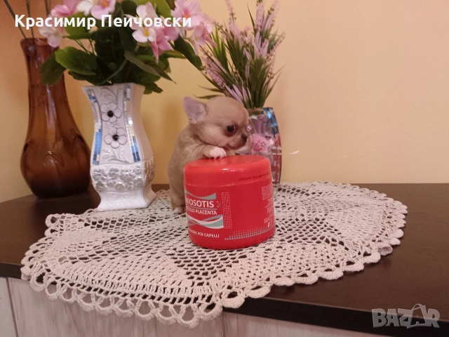 момче чихуахуа. , снимка 4 - Чихуахуа - 54941033