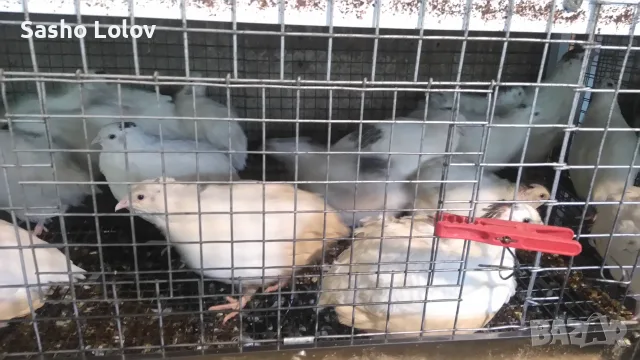  Пъдпъдъчи яйца за люпене, снимка 14 - Кокошки и пуйки - 55470196