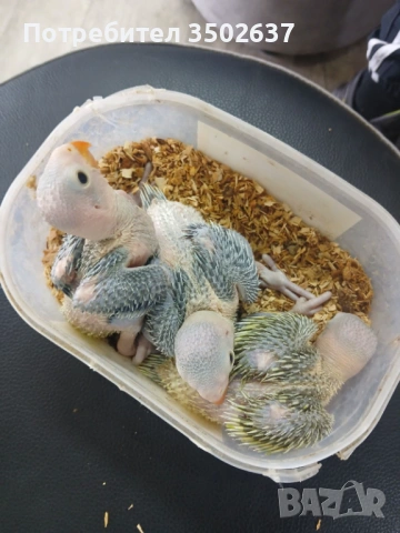 Малък александър