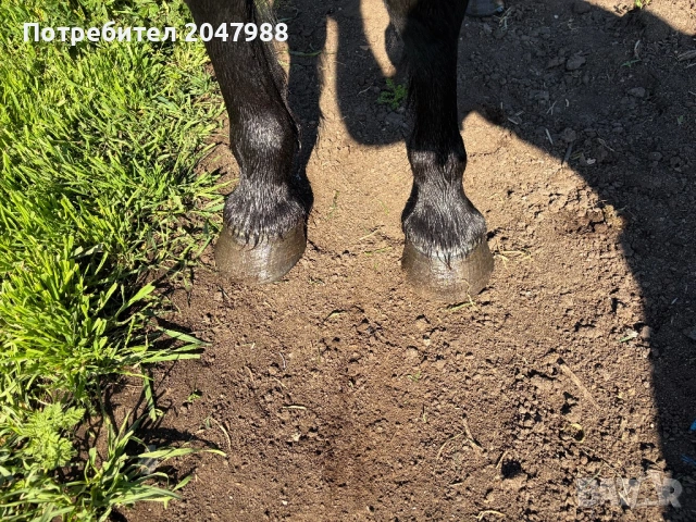 Кобила кон коне, снимка 8 - Коне - 54317054