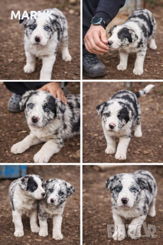 Прекрасни кученца Бордър Коли – търсят своите нови грижовни стопани