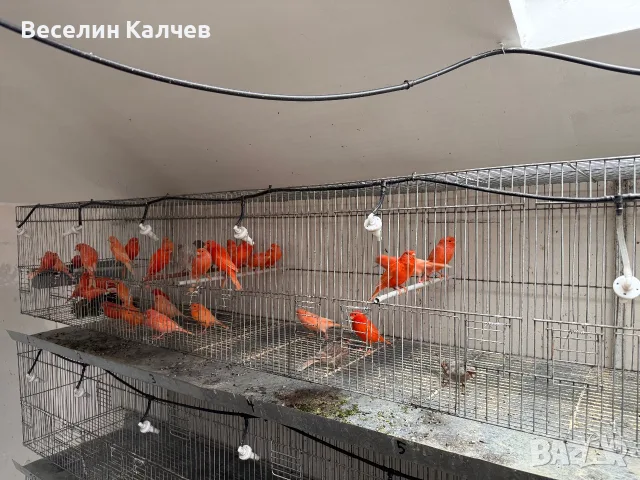 Червении и къдрави канарчета, снимка 7 - Канари - 55366159
