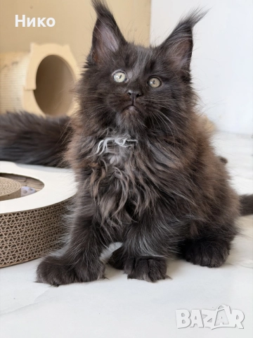 Мейн кун котенца / Мейн куун котенца / Maine coon kittens