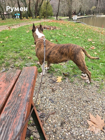 Американски стафордшир териер , снимка 16 - Американски стафордширски териер - 54059702