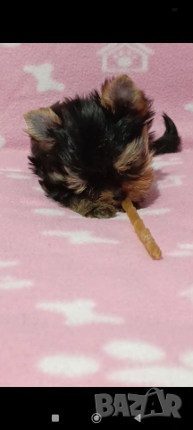 Мини Йоркширски териер момче , снимка 5 - Йоркширски териер - 54272895