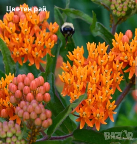 Асклепиас , снимка 3 - Градински цветя и растения - 55094053