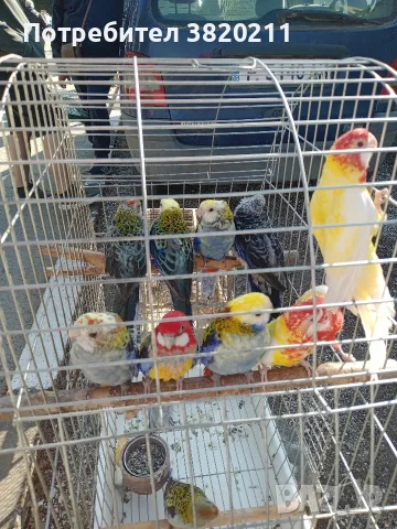 Продавам розели жълто глави и литийно.