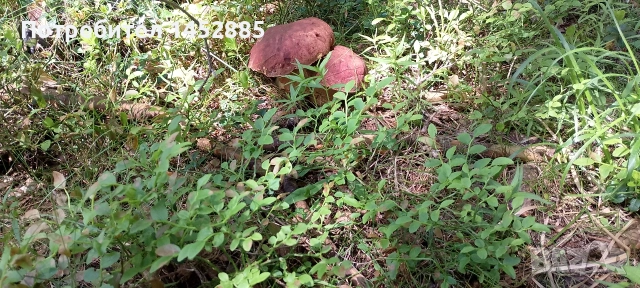 Сушена манатарка, снимка 4 - Домашни продукти - 54867402