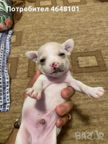 Здравейте продавам 5 малки кученца  3 мъжки и 2 женски порода чихупинчери