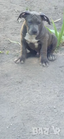 ТОП Американско були хл American bully xl ABKC, снимка 9 - Други - 55134203