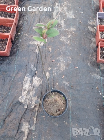 Самоопрашващо киви сорт Boskoop, снимка 2 - Градински цветя и растения - 54347181