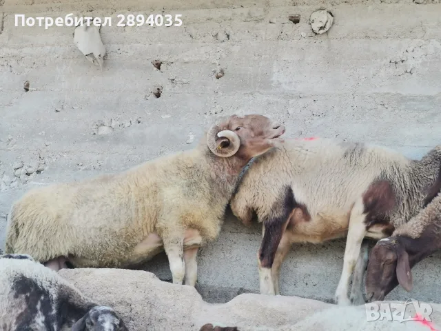 овце кочеве агнета 