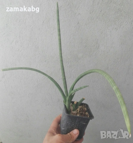 Сансевиера (SANSEVIERIA JAPONESA, Sanseviera), сукулентно растение