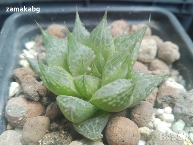 Хавортия (Haworthia comptoniana), снимка 2 - Стайни растения - 54847324