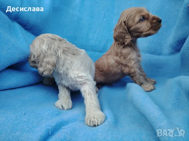 Кокер шпаньоли., снимка 3 - Кокер шпаньол - 55303861