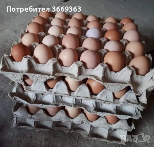 Оплодени яица 