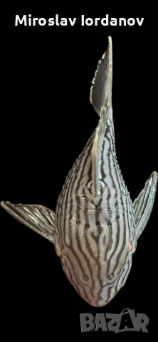 L190 pleco 20см, снимка 2 - Рибки - 54369606