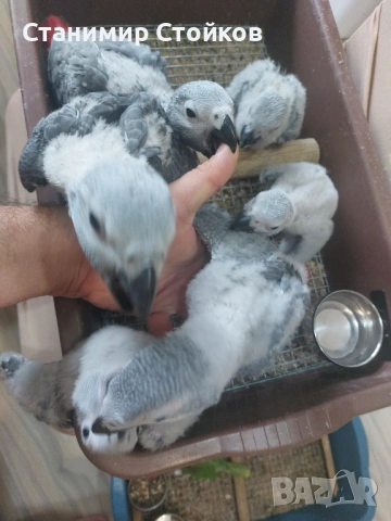 Кралски жака ръчно хранени от Zoo ЛУКС Аратинга Русе , снимка 3 - Папагали - 54855959