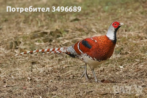 Продавам яйца от ЕЛЕОТОВ фазан.