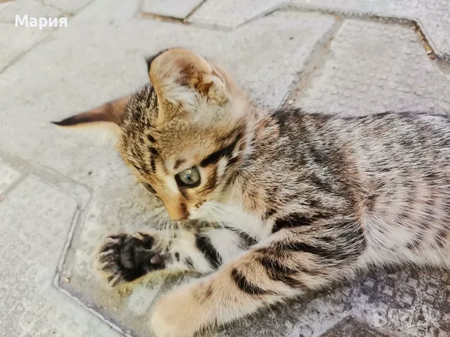 Подарявам  котенца , снимка 2 - Други - 55412587
