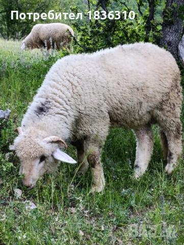 Агне 37кг мъжко коч, снимка 2 - Овце - 54585054