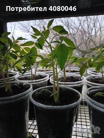 Разсад домати, краставици, тиквички, пипер, люти чушки, броколи, червено цвекло, снимка 4 - Разсади - 53813224