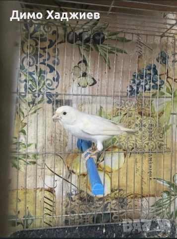 Продавам мъжки канар