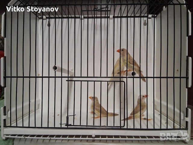 Амадини, снимка 5 - Амадини - 54583945