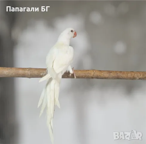Малък Александър - ръчно хранени, снимка 4 - Папагали - 55509470