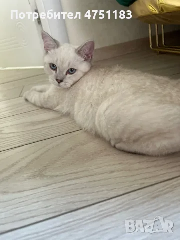 Котки Чинчили и Британка