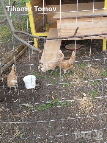 продавам ярки пред пронасяне пилета , снимка 3 - Кокошки и пуйки - 54350415