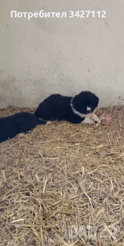 Каракачански кутрета , снимка 2 - Каракачанска овчарка - 54318248