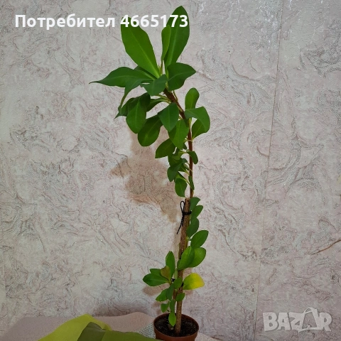 Стайно Цвете Исусов Венец