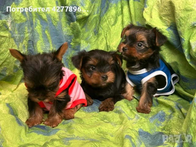Мини йоркширчета , снимка 2 - Йоркширски териер - 54136879