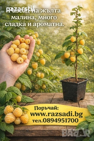 Жълта малина