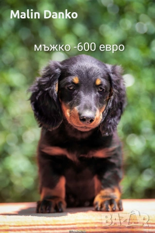   Малки  даклечета , снимка 8 - Дакели - 54501665