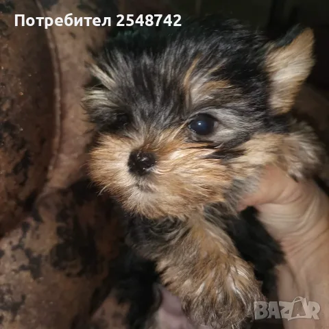 Мини Йорки.  . . , снимка 2 - Йоркширски териер - 55342352