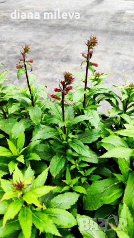 Лобелия Скарлет, Lobelia speciosa Starship Scarlet, студоустойчива и многогодишна, снимка 5 - Градински цветя и растения - 54724808