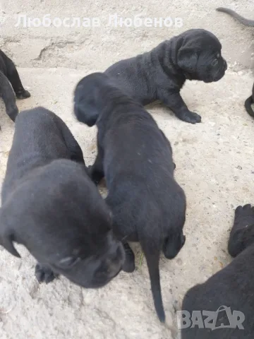 Кане корсо бебета , снимка 5 - Кане корсо - 55582570